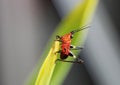 Red and black grasshopper perching on a leaf.