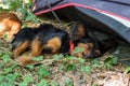 Red and black haired puppy sleeps in a grass. A small dog is resting in the park. Long-haired Russian Toy Terrier