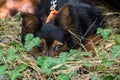 Red and black haired puppy sleeps in a grass. A small dog is resting in the park. Long-haired Russian Toy Terrier