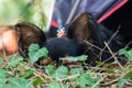 Red and black haired puppy sleeps in a grass. A small dog is resting in the park. Long-haired Russian Toy Terrier