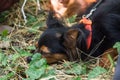 Red and black haired puppy sleeps in a grass. A small dog is resting in the park. Long-haired Russian Toy Terrier