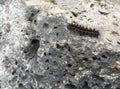 Red and black Hairy caterpillar