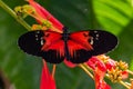 Red and black Heliconius longwing butterfly feeding on yellow flower Royalty Free Stock Photo