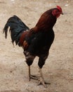 red and black hen is walking and watching