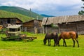 A red and black horses graze on a green meadow next to old ruined wooden houses and a broken car Royalty Free Stock Photo