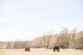 Red and black horses grazing in the field against the hills Royalty Free Stock Photo