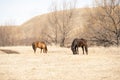 Red and black horses grazing in the field against the hills Royalty Free Stock Photo