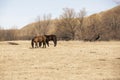 Red and black horses grazing in the field against the hills Royalty Free Stock Photo