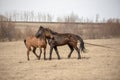 Red and black horses pet each other on the field Royalty Free Stock Photo