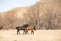 Red and black horses pet each other on the field Royalty Free Stock Photo