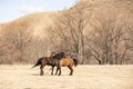 Red and black horses pet each other on the field Royalty Free Stock Photo