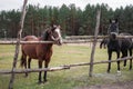 Red and black horses stand behind a wooden fence in an aviary