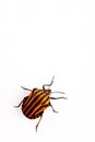 Red and black insect Graphosoma lineatum Royalty Free Stock Photo