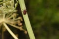 The red and black Italian Striped Beetle or Minstrel Bug