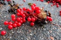 Ripe red berries lying on the pavement