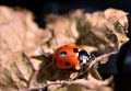 Red and Black Ladybird Royalty Free Stock Photo