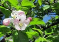 Ladybug Beetle on Spring Apple Tree Blossom