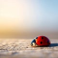 A red and black ladybug sitting on a wooden surface Royalty Free Stock Photo