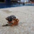 Little crab in the pool