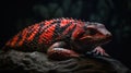 a red and black lizard sitting on top of a rock Royalty Free Stock Photo