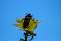 Red black membraned bee bug on a yellow flower with sky background Royalty Free Stock Photo