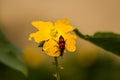 Yellow flower with red-black membraned bug Royalty Free Stock Photo