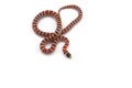 Red-black Milk snake isolated on white background Royalty Free Stock Photo
