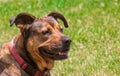 Portrait of a red and black mixed breed dog looking to the right Royalty Free Stock Photo