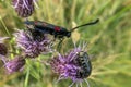 Red and black moth on a purple flower