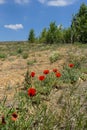 red -black poppy flowers, The newly blooming poppy flower in nature