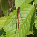Red black rare dragonfly