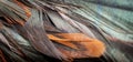 Red and black rooster feathers. background or texture Royalty Free Stock Photo