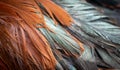 Red and black rooster feathers. background or texture Royalty Free Stock Photo