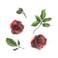 Red and black roses with green leaves and buds. Watercolor illustration, hand drawn. Set of isolated elements on a white Royalty Free Stock Photo