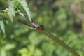 Red and black seven-spot ladybird or ladybug Coccinella septempunctata on the stem of a plant Royalty Free Stock Photo