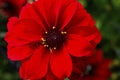 Red Black Single Dahlia Blooming Macro