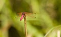 Red and black skimmer dragonfly on a twig, Bardia national park, Nepal