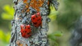 Red and black soldier beetles mating on tree trunk, wingless pyrrhocoridae beetles in copulation Royalty Free Stock Photo