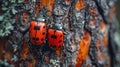 Red and black soldier beetles mating on tree trunk, wingless pyrrhocoridae beetles in copulation Royalty Free Stock Photo