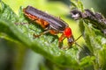 Red black soldier soft beetle in green season nature meadow Royalty Free Stock Photo