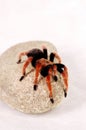 A red and black spider crawling on a stone Royalty Free Stock Photo