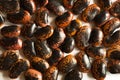 Red and black spotted beans close-up. The pattern of the haricot, background, texture. A healthy diet, a source of protein. Copy Royalty Free Stock Photo