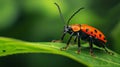 Red And Black Spotted Beetle On A Green Leaf Royalty Free Stock Photo