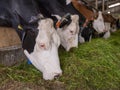 red and black spotted cows feed inside dutch farm in holland