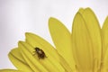 Tiny red and black spotted ladybug walking on a large yellow flower. Royalty Free Stock Photo