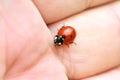 Red in black spotted ladybug in the hand, ladybug on the palm of your hand.