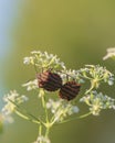 Red and Black Striped Beetle on the flower.