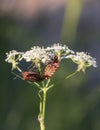 Red and Black Striped Beetle on the flower.