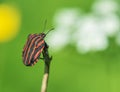 Red and Black Striped Beetle .