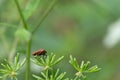 Red and black striped bug on a green plant Royalty Free Stock Photo